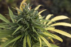 Erkundung der Wick-Hydroponik-Methode zum Anbau von Cannabis