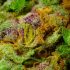 Die perfekte Wahl für den ersten Grow: Empfehlungen für die besten Cannabis-Sorten für Anbau-Einsteiger