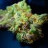 Die Grundlagen des Cannabis-Anbaus: Was braucht man alles?