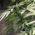 Warum der pH-Wert wichtig ist und wie du ihn für gesunde Cannabispflanzen optimieren kannst
