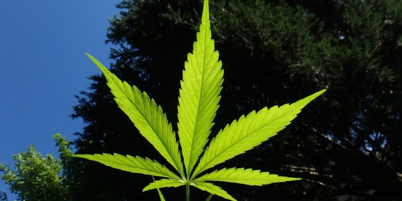 Alles was du über die Cannabis Blütephase wissen musst