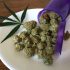 Gelbe Cannabisblätter: Wie man die Blätter vor dem Absterben rettet