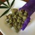 Die Grapricot Pie Sorte: Ein geschmackvolles und entspannendes Cannabis-Erlebnis