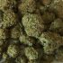 Die perfekte Wahl für den ersten Grow: Empfehlungen für die besten Cannabis-Sorten für Anbau-Einsteiger