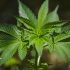 Organische Düngemittel für eine natürliche Cannabis-Pflanzenpflege