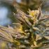 CBD Pollen – die neue Art, Cannabis zu konsumieren