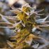 Die Bedeutung eines guten Cannabis Grinders – Warum das passende Zubehör entscheidend ist