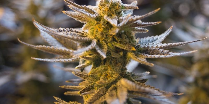 Die wichtigsten Cannabis-Begriffe für Grower