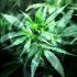 Cannabis Grow Lampen: Ein Experte gibt Einblicke in die Wahl der richtigen Beleuchtung für den Anbau von Cannabis
