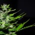 Die besten Cannabis-Sorten für Anbau-Einsteiger: Tipps und Empfehlungen eines erfahrenen Konsumenten