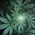 Alles was du über die Cannabis Blütephase wissen musst