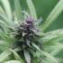 Die Grundlagen des Cannabis-Anbaus: Was Sie wissen müssen, um erfolgreich anzubauen.
