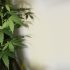 Die ultimative Anleitung zum erfolgreichen Indoor-Cannabis-Anbau