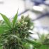 Von Anfänger bis Profi: Die Top-Cannabis-Sorten, die jeder Anbau-Einsteiger kennen sollte