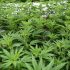 The Science Behind Brown Spots on Marijuana Leaves