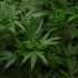 Cannabis Stealth Growing: Der diskrete Weg zur Ernte