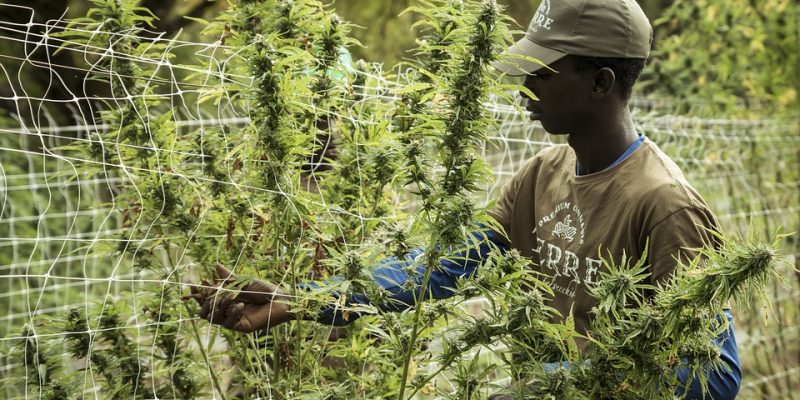 Von Anfänger bis Profi: Die Top-Cannabis-Sorten, die jeder Anbau-Einsteiger kennen sollte