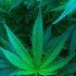 Der perfekte Ort für das Indoor-Cannabis-Anbau: Tipps vom Experten