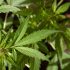 Warum Cannabis-Blätter trocken werden können und wie man es verhindert