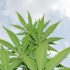 Erste Schritte im Cannabis-Anbau: Welche Sorten eignen sich am besten für Einsteiger?
