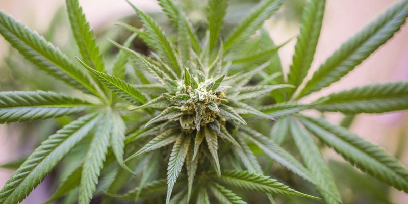 Ein Grower-Glossar: Die Fachbegriffe der Cannabis-Kultur