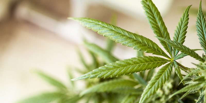 Warum Cannabis-Blätter trocken werden können und wie man es verhindert