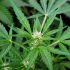 Cannabis-Anbau für Anfänger: Ein Leitfaden