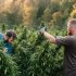 Ernte von Cannabis-Pflanzen im Freien: Zu beachtende Faktoren