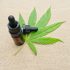 Cannabis Indoor-Grow: Wie du deine Stromkosten effektiv senken kannst