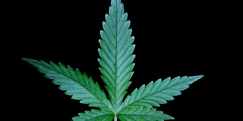Cannabisanbau für Anfänger: Checkliste für das benötigte Equipment