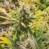 Cannabis-Anbau leicht gemacht: Die besten Sorten für Anfänger und ihre spezifischen Anforderungen