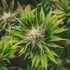 Cannabis Grow Setup: Welche Materialien und Werkzeuge sind notwendig?