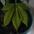 Why Your Cannabis Leaves are Turning Brown: A Comprehensive Guide