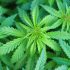 Der Keimprozess: Tipps und Tricks für das Keimen von Cannabis-Samen