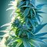 Cannabis-Anbau für Anfänger: Ein Leitfaden