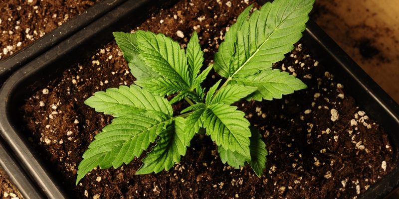 Lichtentzugssysteme: Ein umfassender Leitfaden für Cannabis-Anbauer