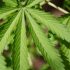 Alles was du über Cannabis Grow Lampen wissen musst: Tipps von einem Experten