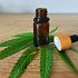 Cannabis-Anbau im Keller: Vorteile, Nachteile und Tipps zur erfolgreichen Ernte