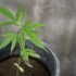 Ein Leben beginnt: Was passiert bei der Keimung von Cannabis-Samen?