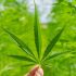 Cannabis-Pflege: Wie man eine Mangelernährung bei gelben Blättern erkennt und behandelt