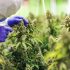 Das Beet Curly Top Virus in Cannabis Pflanzen: Symptome, Übertragung und Management