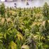 Die Auswahl der richtigen Cannabissorte für Ihren Anbau.