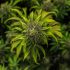 Welcher Anbaustil ist gesünder für das Cannabis: Erde oder Hydro?
