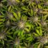 Die Bedeutung von Lichtzyklen für das Wachstum und die Blüte von Cannabis Pflanzen
