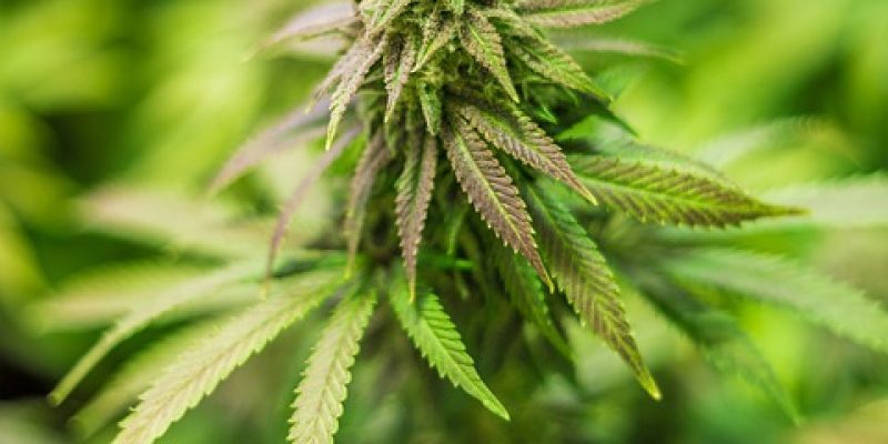 Das Beet Curly Top Virus (BCTV) in Cannabis-Pflanzen: Symptome, Übertragung und Prävention