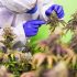 Expertenrat: Tipps zur Heilung von gelben Cannabisblättern