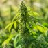 Von Licht bis Erde: Alles was du für deinen Cannabis Grow benötigst