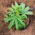 Die Bedeutung der richtigen Cannabis Grow Lampe für die Gesundheit und das Wachstum deiner Pflanzen