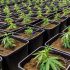 Grower-ABC: Die wichtigsten Fachbegriffe rund um den Anbau von Cannabis