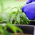 Wie man den Bedarf an Nährstoffen für seine Cannabis-Pflanzen ermittelt